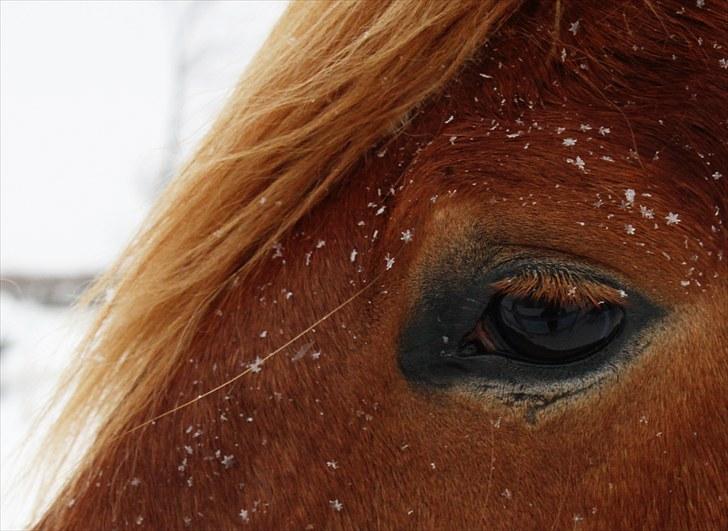 Anden særlig race Morgan - The things I see in your eyes - Howling Pictures . billede 6