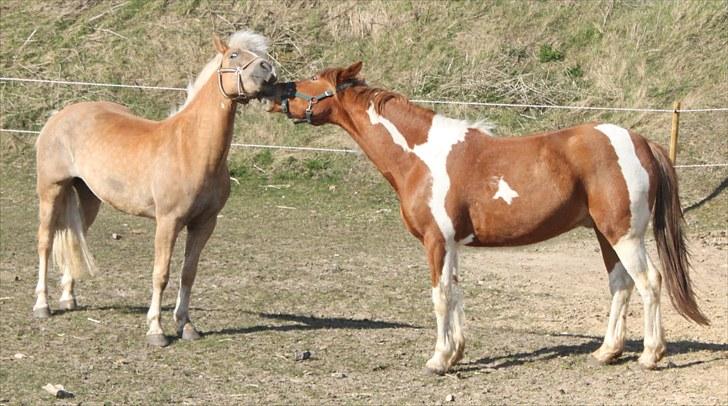 Anden særlig race Morgan - Playmates - Howling Pictures . billede 7