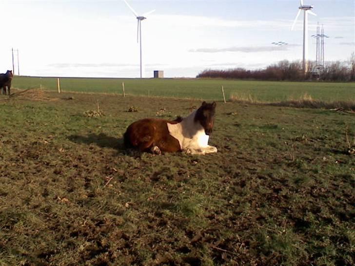 Anden særlig race min evigt elskede Fie †<3 - Nyt..                 Årh Fie forhelved :´(<3 billede 19