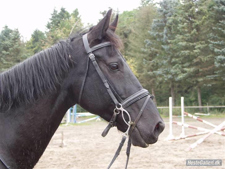 Oldenborg / Dv Malou *passer* R.I.P - smukke  billede 4