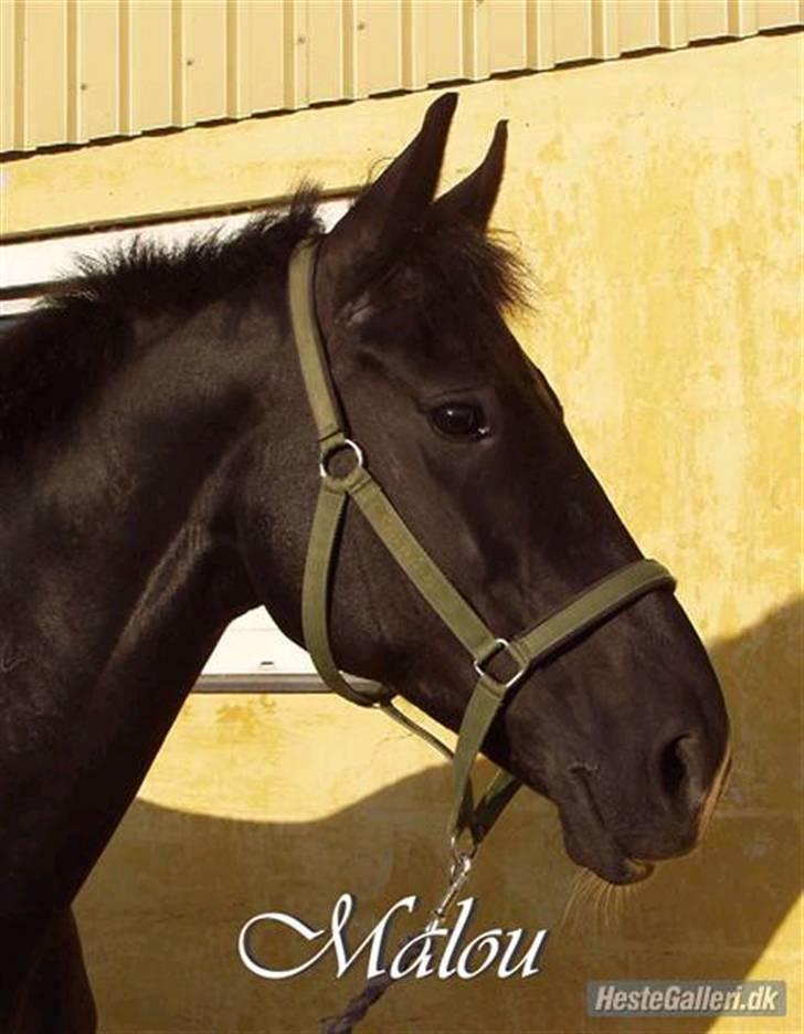 Oldenborg / Dv Malou *passer* R.I.P - Malou <3 billede 10