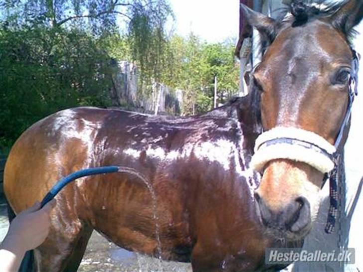 New Forest Fleur - gamle part. - Vaaaaaaaand.. AD! x3 Jeg ved ikke hvem der har taget dette billede det er i hvert fald ikke mig. billede 13