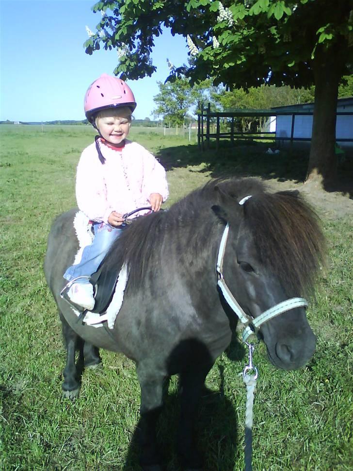 Shetlænder Labbenhus Frederik - Min datter og frederik 2008 billede 6