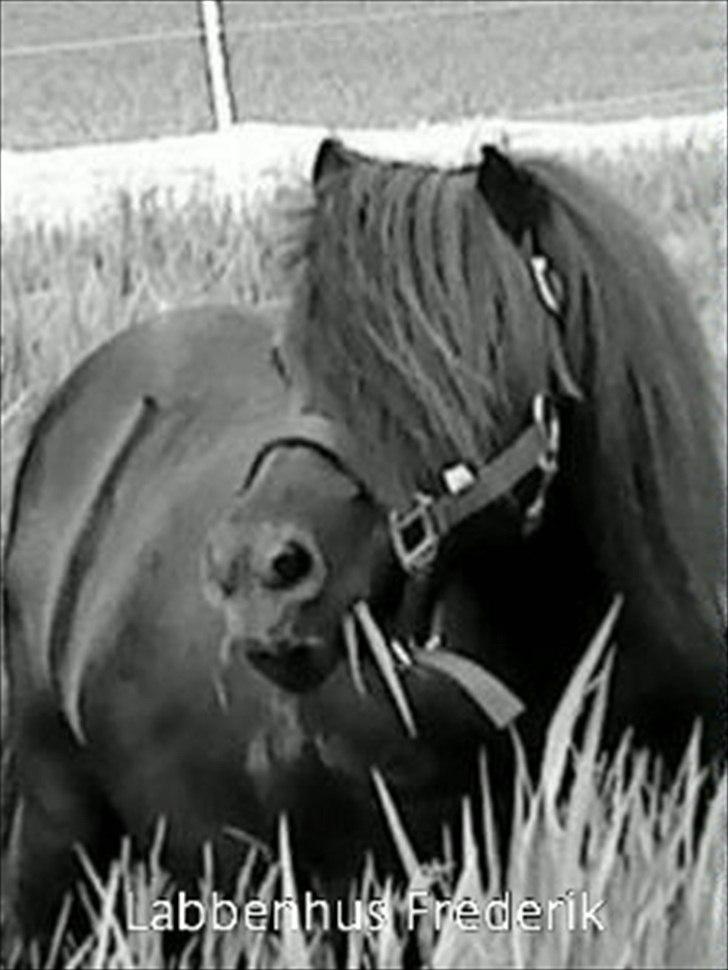 Shetlænder Labbenhus Frederik - Skønne hingstebasse billede 7
