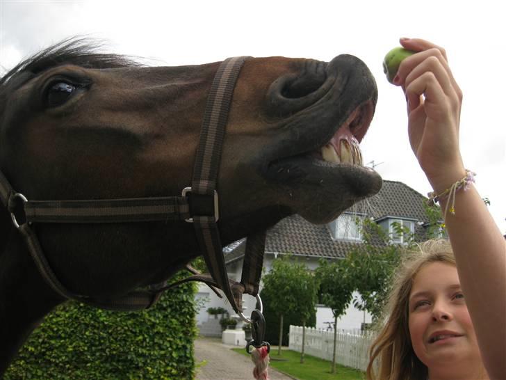 New Forest Fleur - gamle part. - Jeg kan SÅÅÅ mange tricks siger hun x) billede 16