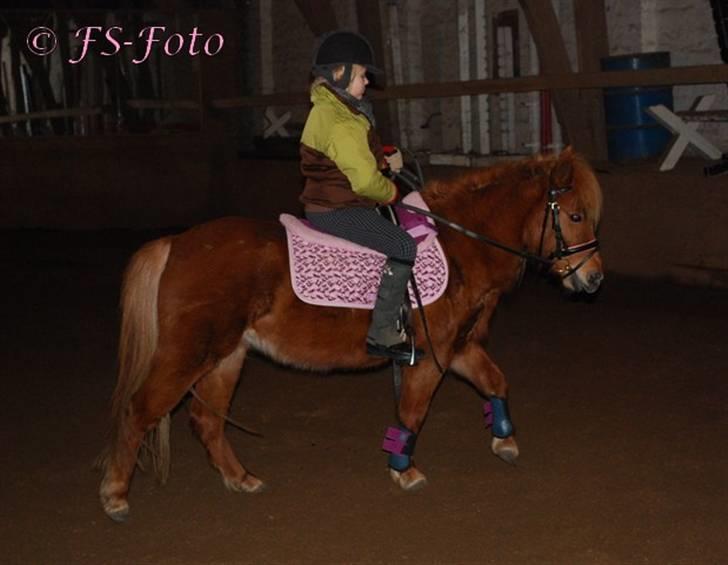 Shetlænder Baronessen A' Borreby. - Dressurtræning d. 8/2 2009. Foto: FS-Foto billede 2