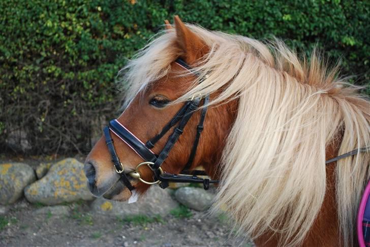 Shetlænder Baronessen A' Borreby. - Smukke mig siger hun <3. Foto : FS-Foto billede 4