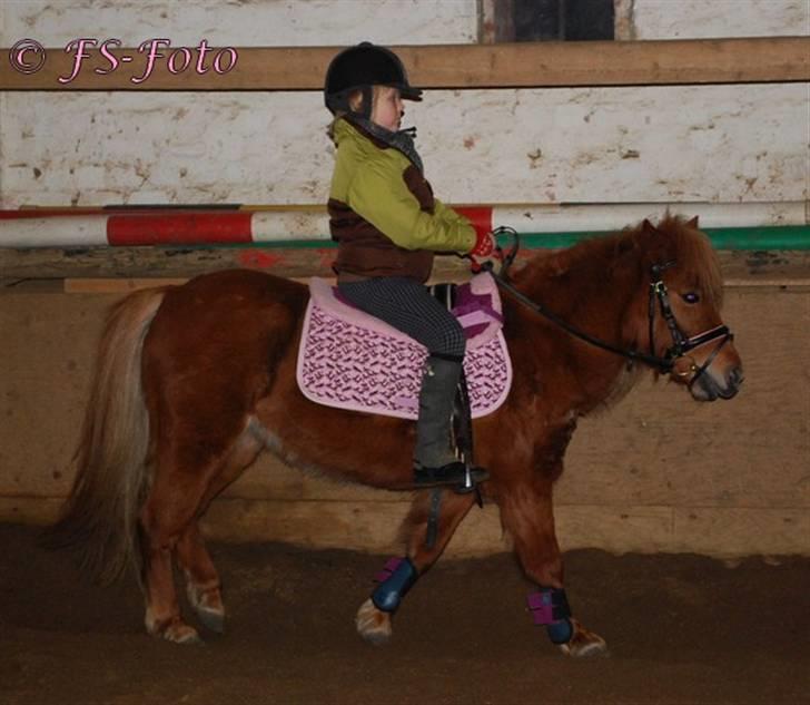 Shetlænder Baronessen A' Borreby. - Dressur træning d. 8/2 2009. Foto: FS-Foto. billede 5