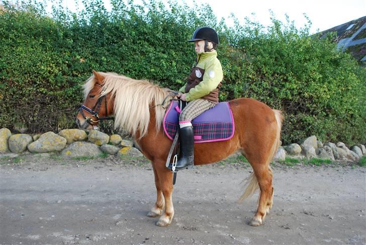 Shetlænder Baronessen A' Borreby. - Mig og Nisse skridter tur :) <3 Foto: FS-Foto billede 7