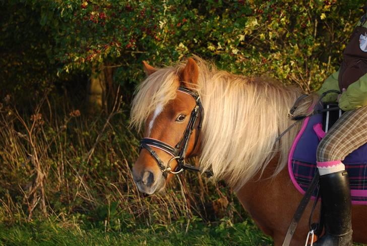 Shetlænder Baronessen A' Borreby. - Putte pige.? Elsker dig <3 (; Foto: FS-Foto billede 8