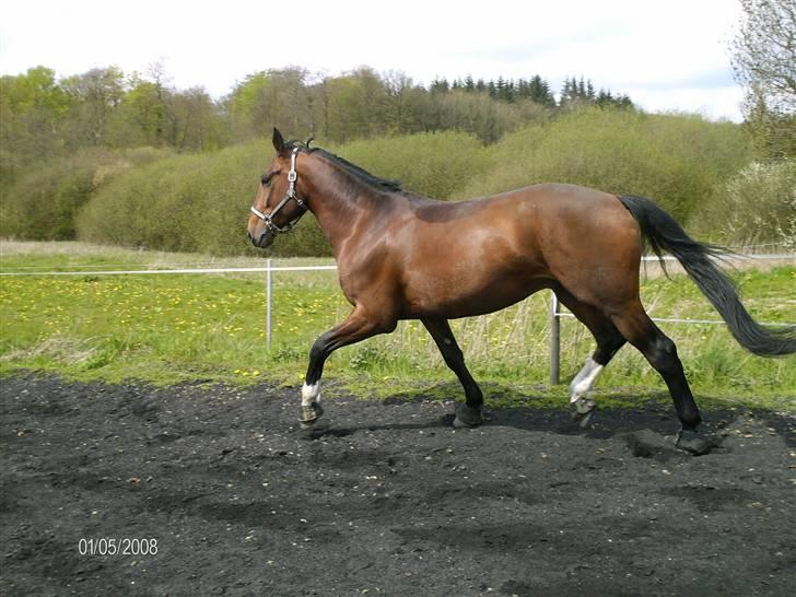 Hannoveraner Zacharias Star *solgt* billede 14