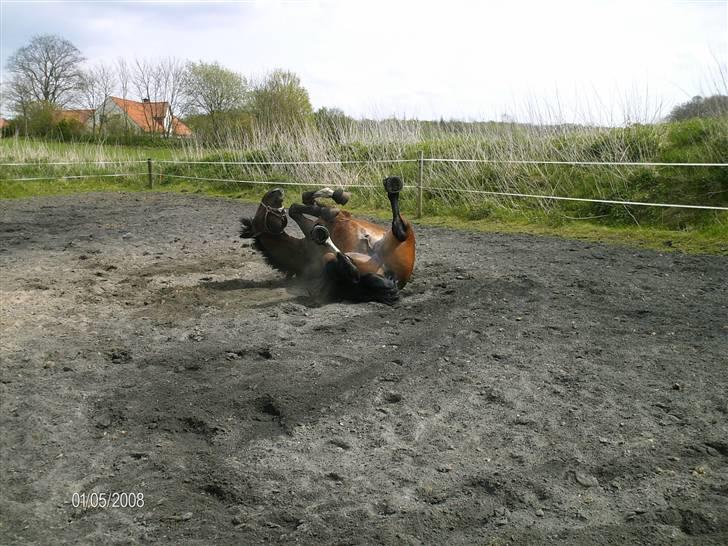 Hannoveraner Zacharias Star *solgt* billede 15