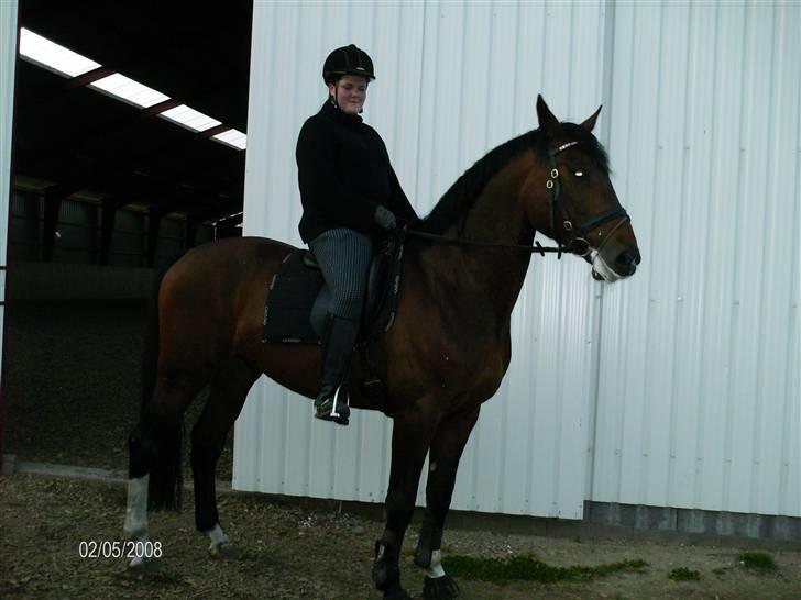 Hannoveraner Zacharias Star *solgt* billede 16