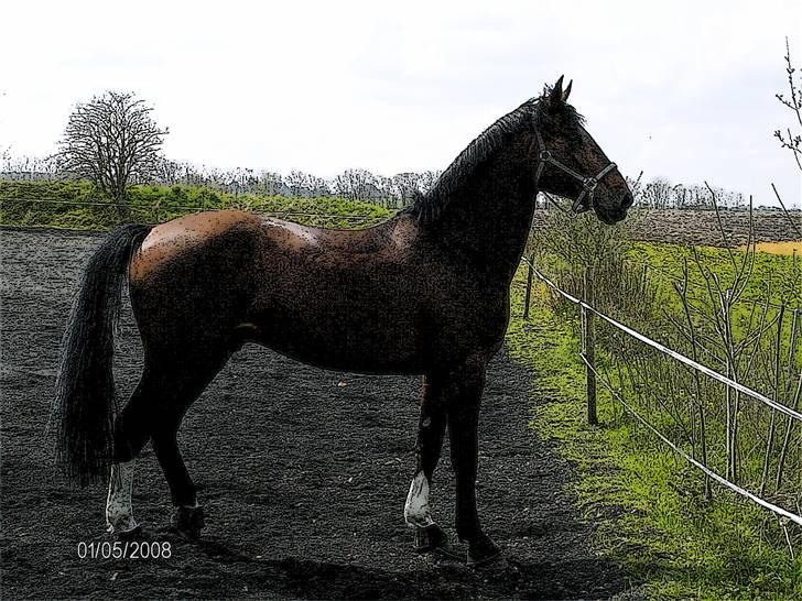 Hannoveraner Zacharias Star *solgt* billede 2