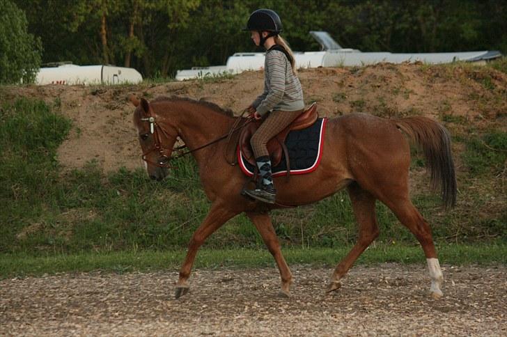 Anden særlig race Sweet Cherry [B-Pony] Aflivet - Aabenraa dressur træning ;) billede 15
