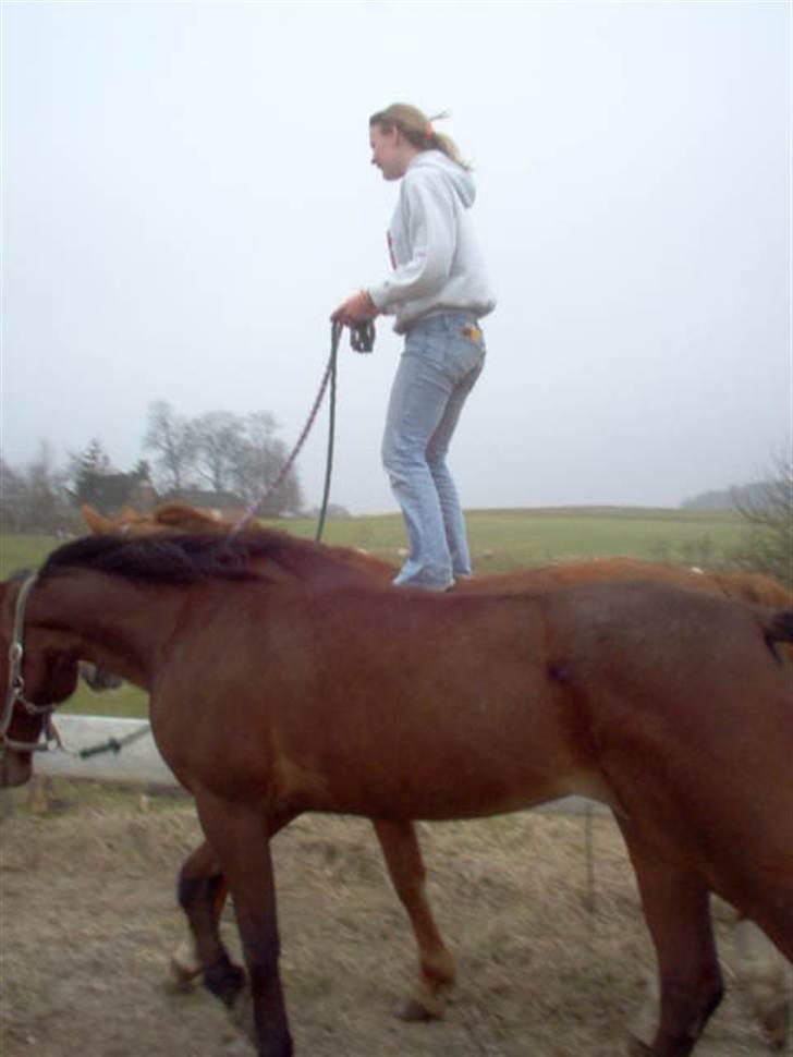 Traver tulle wenbo  billede 17