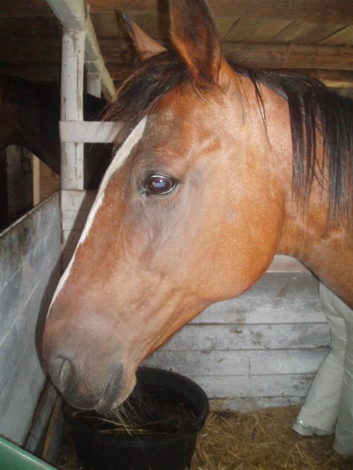 Traver tulle wenbo  billede 18