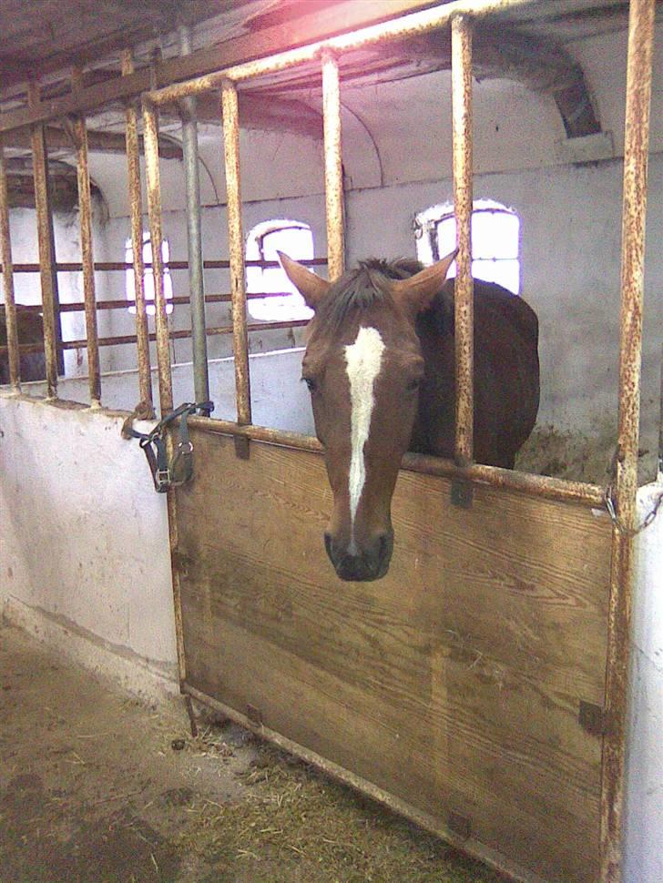 Traver tulle wenbo  billede 19