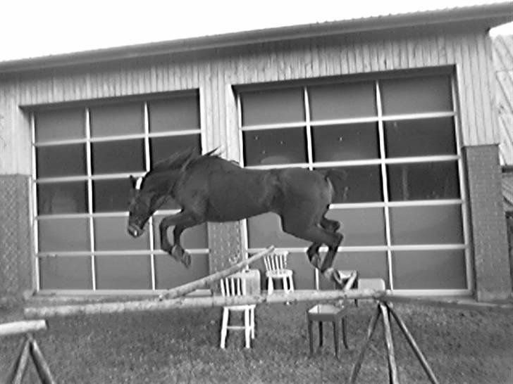 Traver tulle wenbo  billede 20