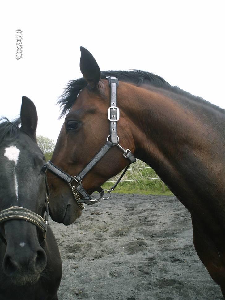 Hannoveraner Zacharias Star *solgt* billede 18