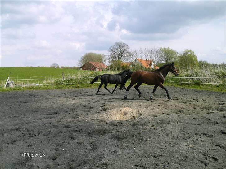 Hannoveraner Zacharias Star *solgt* billede 19