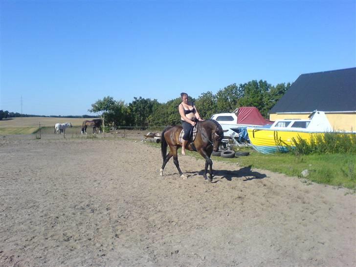 Dansk Varmblod Cassandra  billede 18