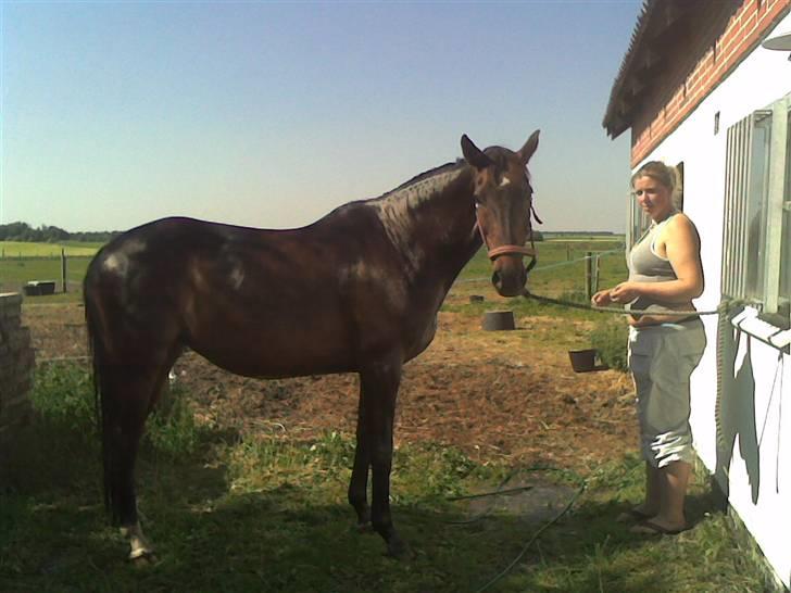 Dansk Varmblod Cassandra  billede 19