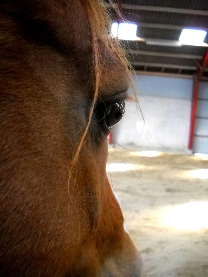 Hollandsk Sportspony MANPOWER LUDINGA - Marts 2010. billede 12