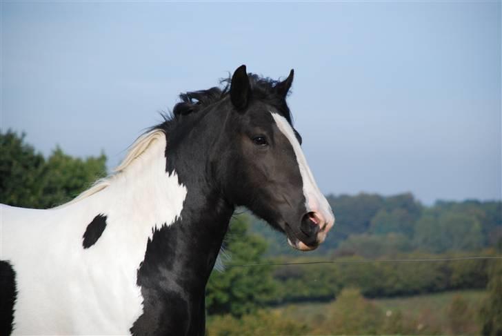 Irish Cob Flicka (Asperas Juniva) billede 1