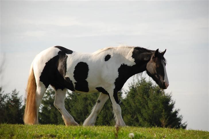 Irish Cob Flicka (Asperas Juniva) billede 2