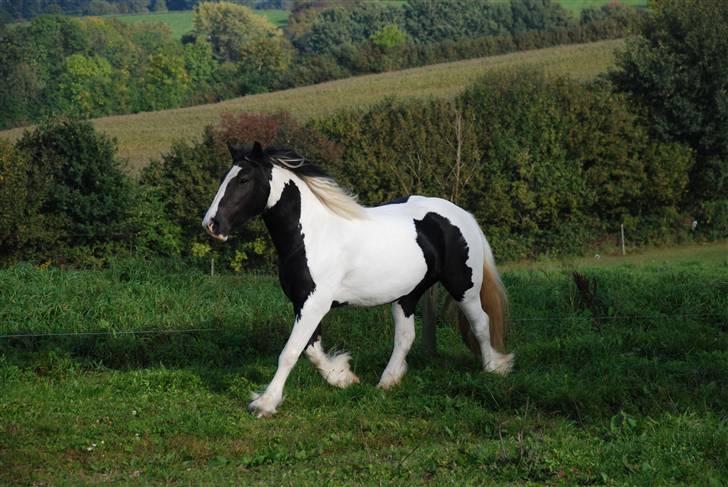 Irish Cob Flicka (Asperas Juniva) billede 3
