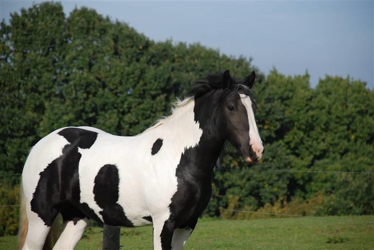 Irish Cob Flicka (Asperas Juniva) billede 4