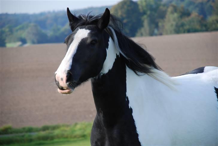 Irish Cob Flicka (Asperas Juniva) billede 5