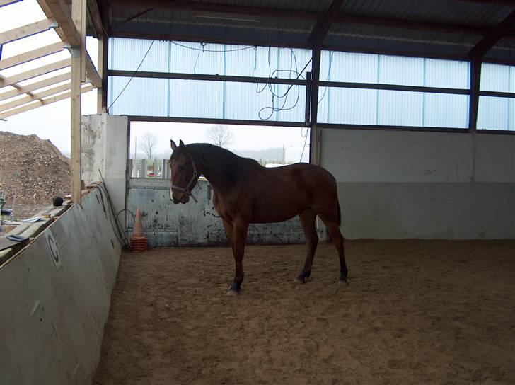 Dansk Varmblod Calibro*SOLGT* - den står lige og leger med munden. billede 1