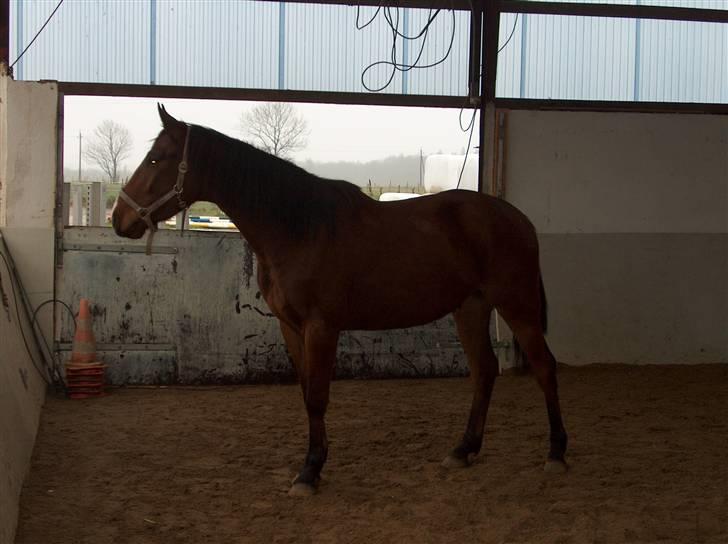 Dansk Varmblod Calibro*SOLGT* - Total nysgerrig. billede 2