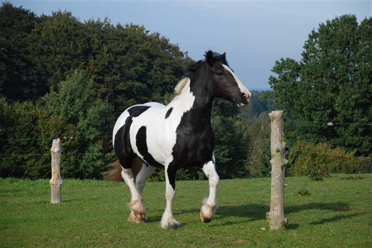 Irish Cob Flicka (Asperas Juniva) billede 6