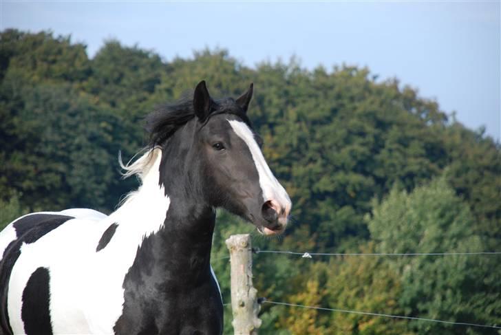 Irish Cob Flicka (Asperas Juniva) billede 7