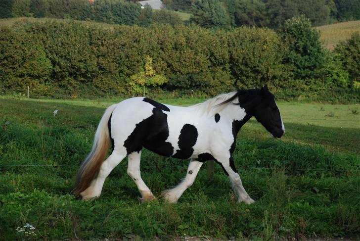 Irish Cob Flicka (Asperas Juniva) billede 10