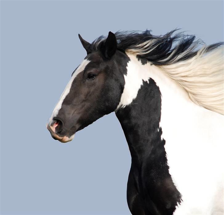 Irish Cob Flicka (Asperas Juniva) billede 11