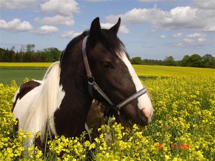 Irish Cob Flicka (Asperas Juniva) billede 12