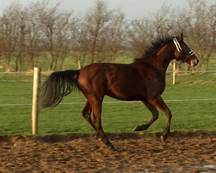 Dansk Varmblod Calibro*SOLGT* - Fuld fjerspring blot 2 år gammel. billede 3