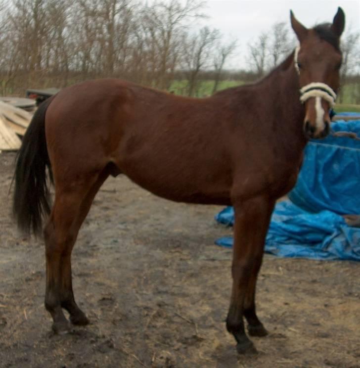 Dansk Varmblod Calibro*SOLGT* - 2 års fødselsdag. billede 4