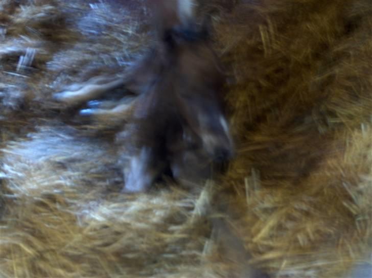 Dansk Varmblod Calibro*SOLGT* - Nyfødt og stadog helt varm og våd. billede 5