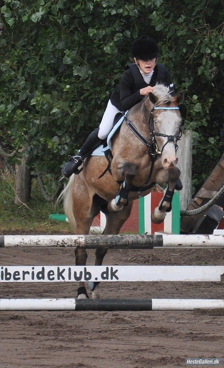 Anden særlig race Roosgårdens Cosmopolitan *Udlånt* - Velkommen til Frans´ profil.....  billede 1