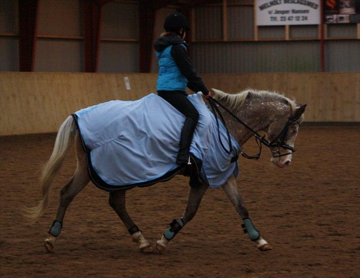 Anden særlig race Roosgårdens Cosmopolitan *Udlånt* billede 2