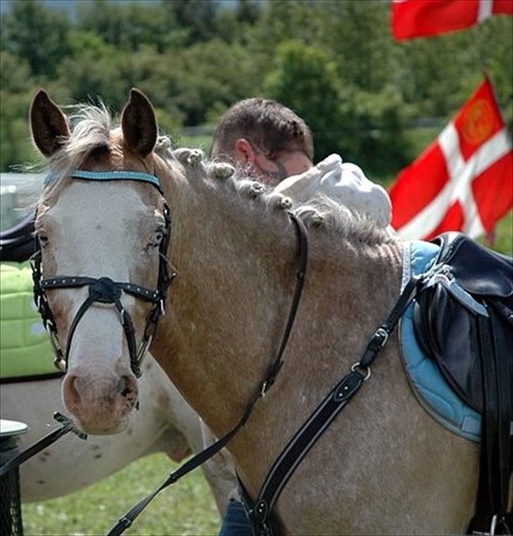 Anden særlig race Roosgårdens Cosmopolitan *Udlånt* - Stævne..:) Fotograf: Cille <3 billede 3