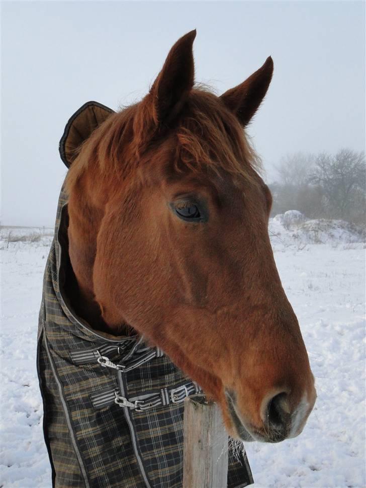 Dansk Varmblod Søgaard´s Rapid *Solgt* - Velkommen til Rapid´s profil billede 1