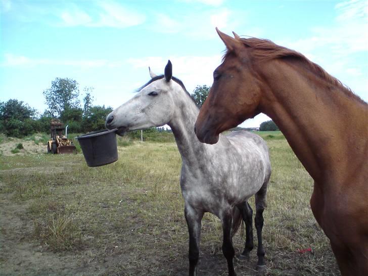 Dansk Varmblod Søgaard´s Rapid *Solgt* - Cirkus hest :-) billede 2