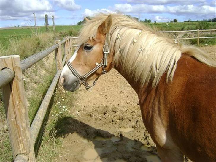 Haflinger Freja * billede 1