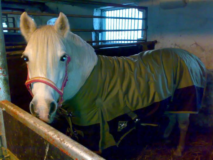 Welsh Pony (sec B) Lisette *Solgt* billede 6